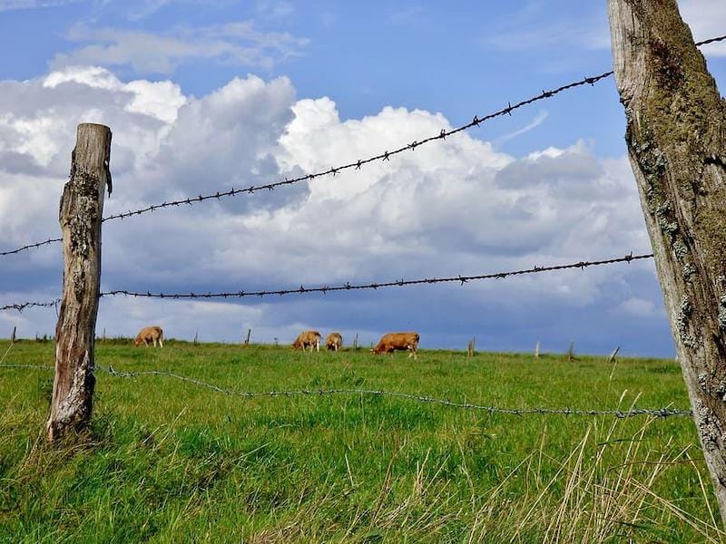 An old barbed wire fence setup