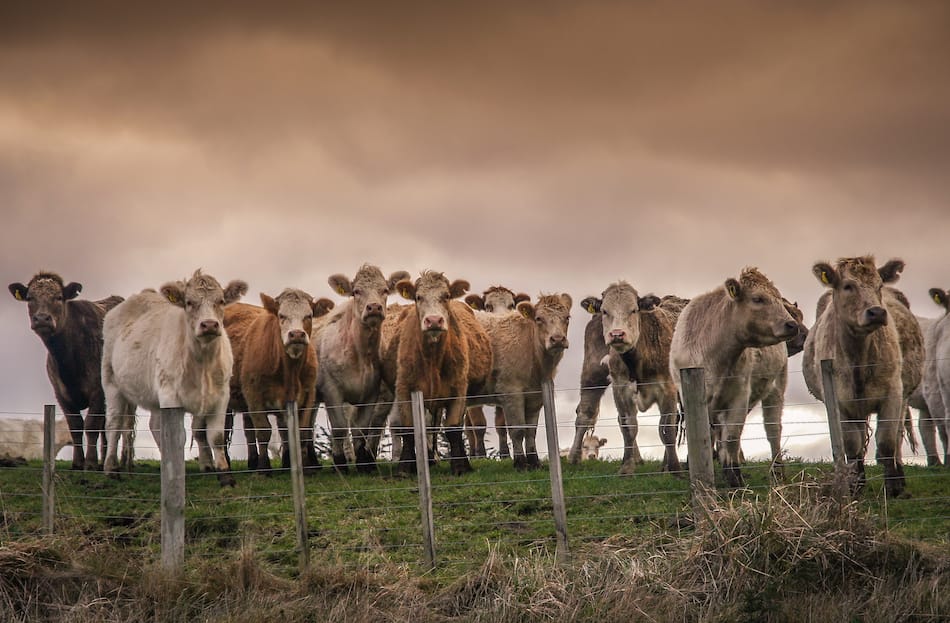 Beef livestock standing on pasture close to a fence.