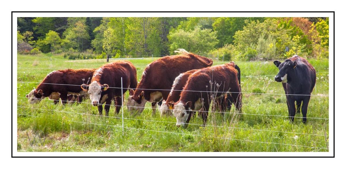 Trained cattle will graze close to electric fences but still not touch it due to psychological conditioning