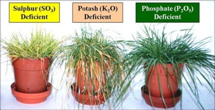 Three similar plants and growing conditions that show how Potash, Sulphur and Phosphate deficiencies might appear