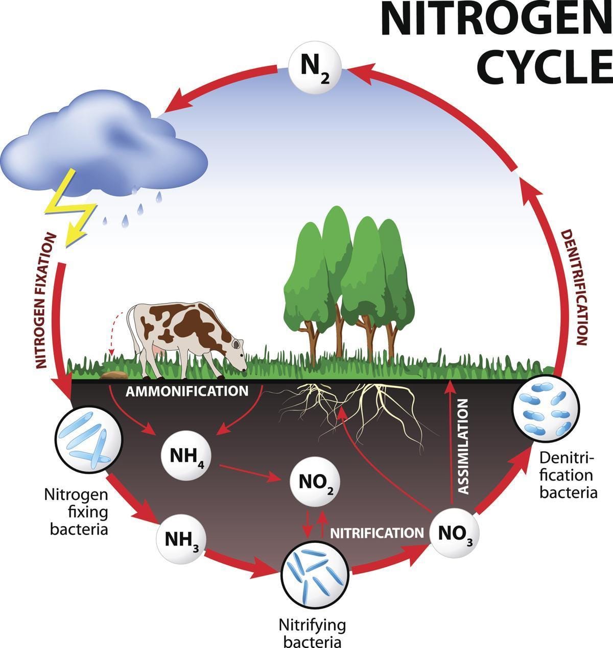 The Nitrogen cycle in nature shows the various forms N exists in