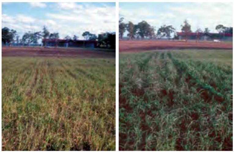 Same trial pasture plot before (left) and after (right) correcting Sulphur deficiencies