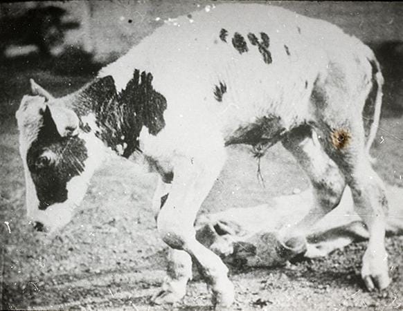 Rickets in a dairy calf – produced by a calcium deficiency