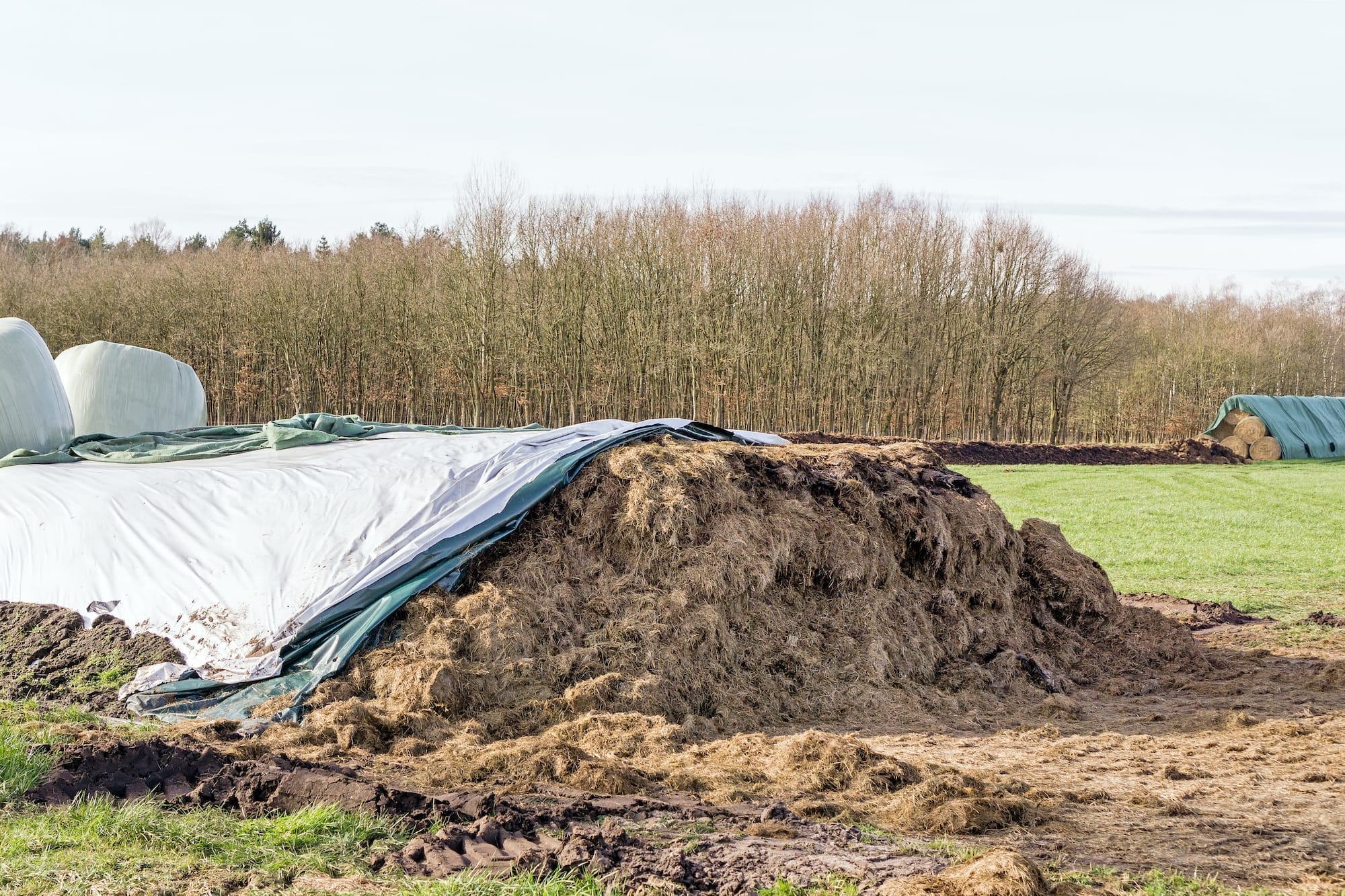 Conserved silage ready for feeding to cattle during the slow growth winter months