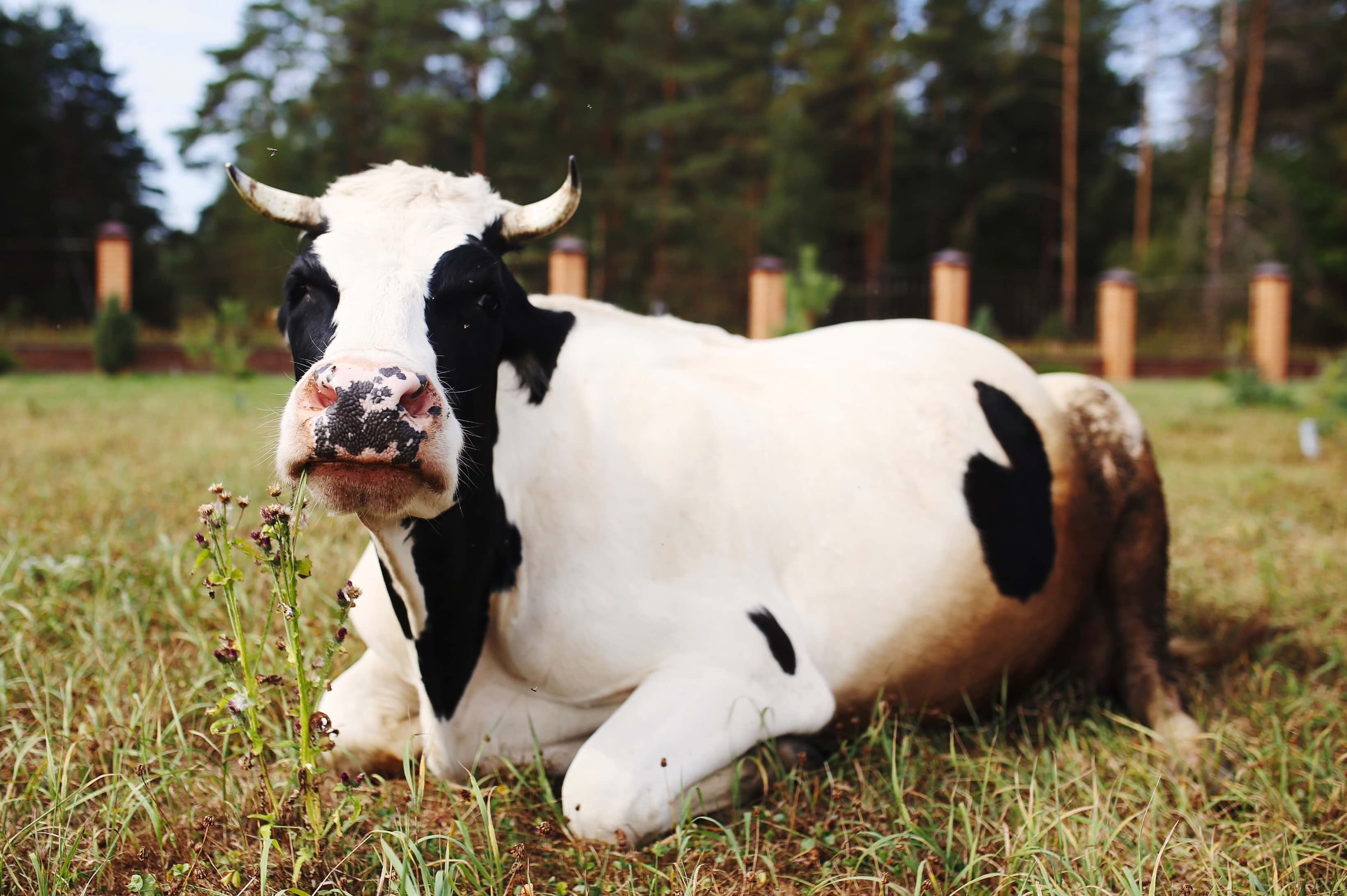 9 Facts about Jersey Cows