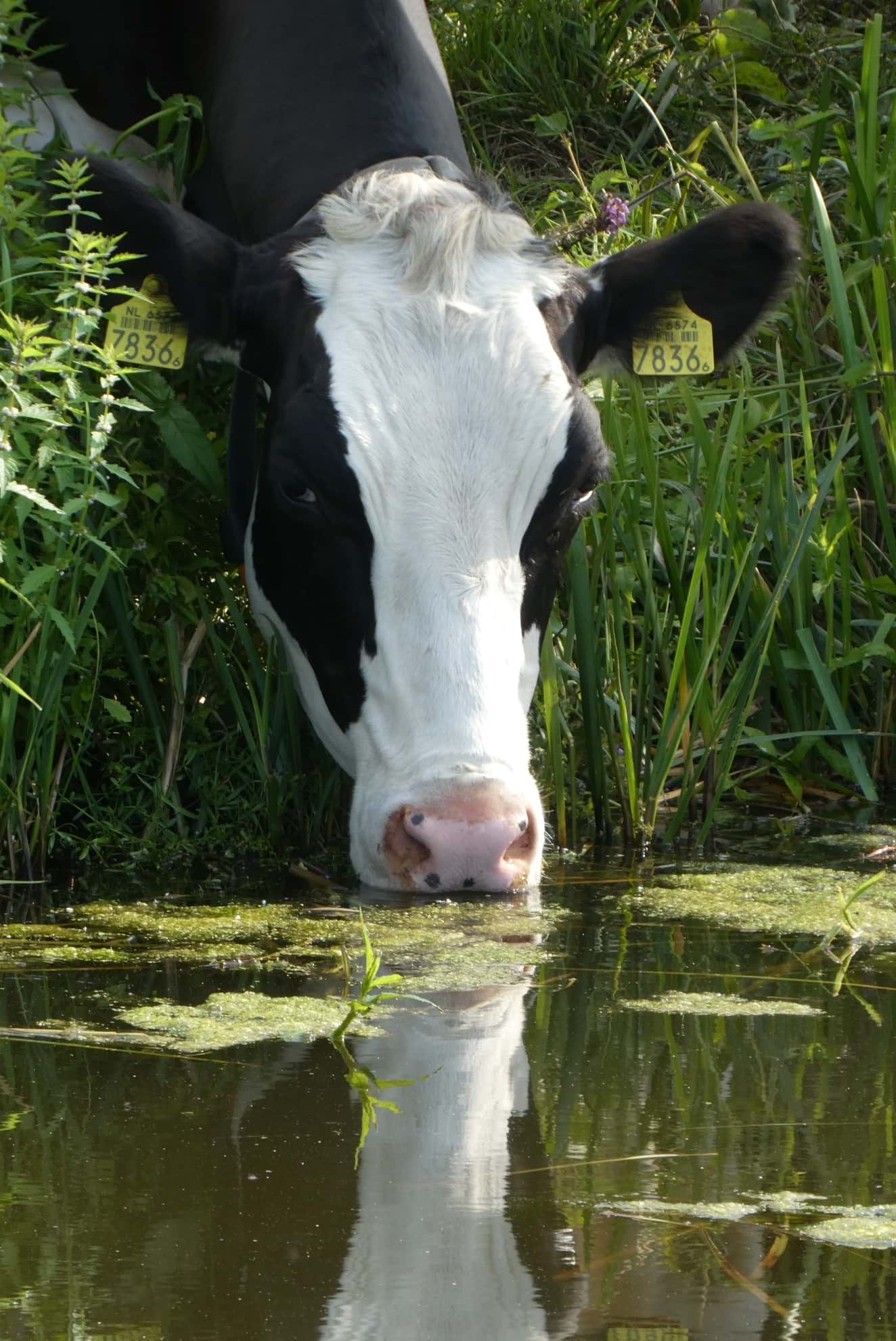 The average cow drinks almost one whole bathtub of water in a day.