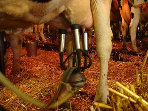 Milking robots are removing the burden of labour in the dairy parlour