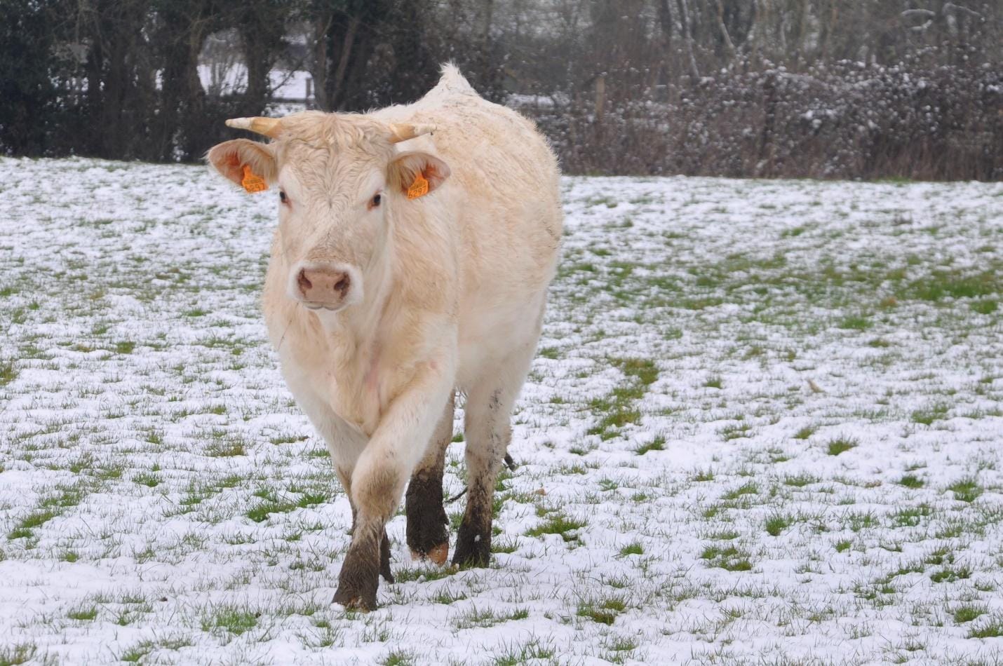 A cow’s metabolism slows down during winter as they tap into their body fat.