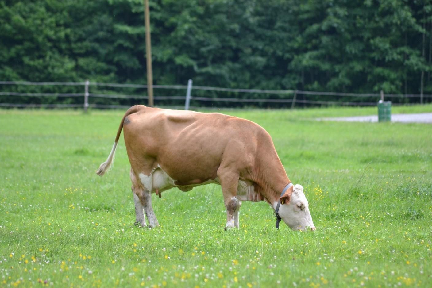 A cow well on its way to weight gain during spring, post restricted feeding.