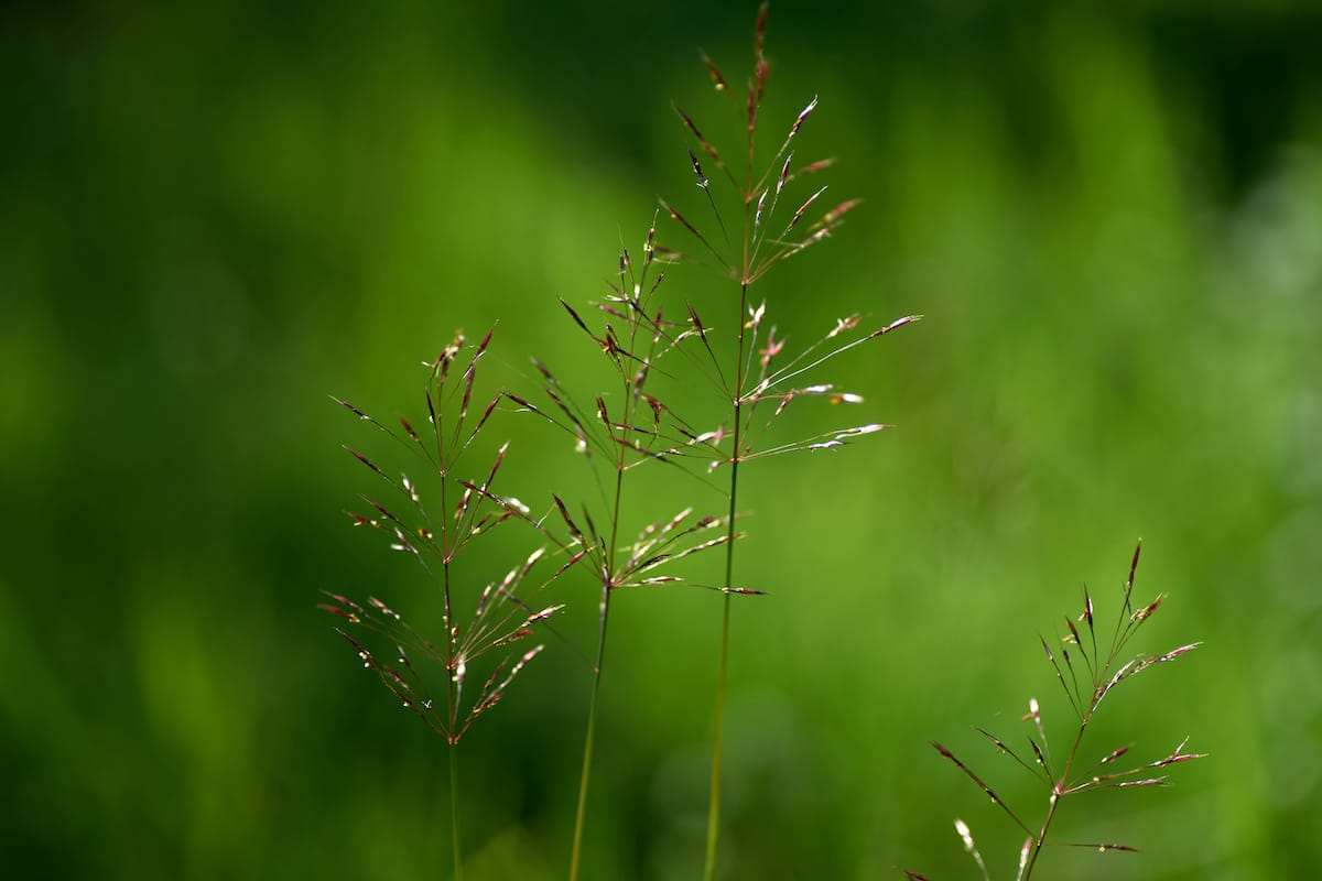 Under-grazed pastures can result in mature grasses with thicker stems, leaf wastage and seed heads