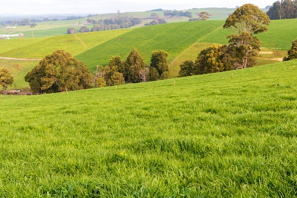 Implementation of deferred grazing can have profound impacts on the environment, livestock, and your whole farm production system.