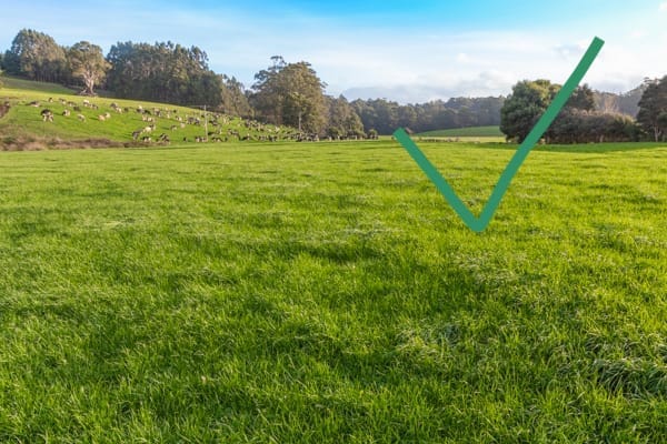 Ideal pasture management means high amounts of nutritious feed is grown for livestock