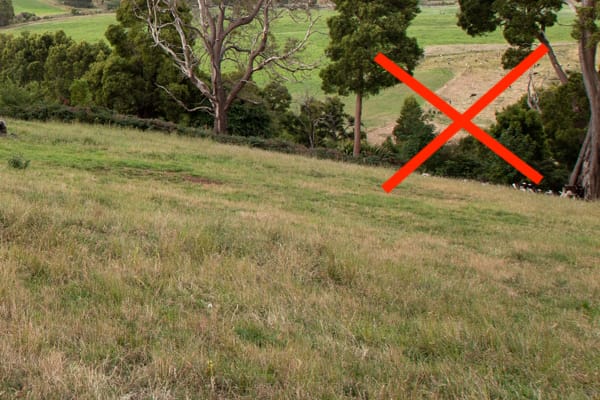 Undergrazed grass can result in degraded pastures full of stem