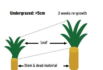 Undergrazed grass can result in degraded pastures full of stem