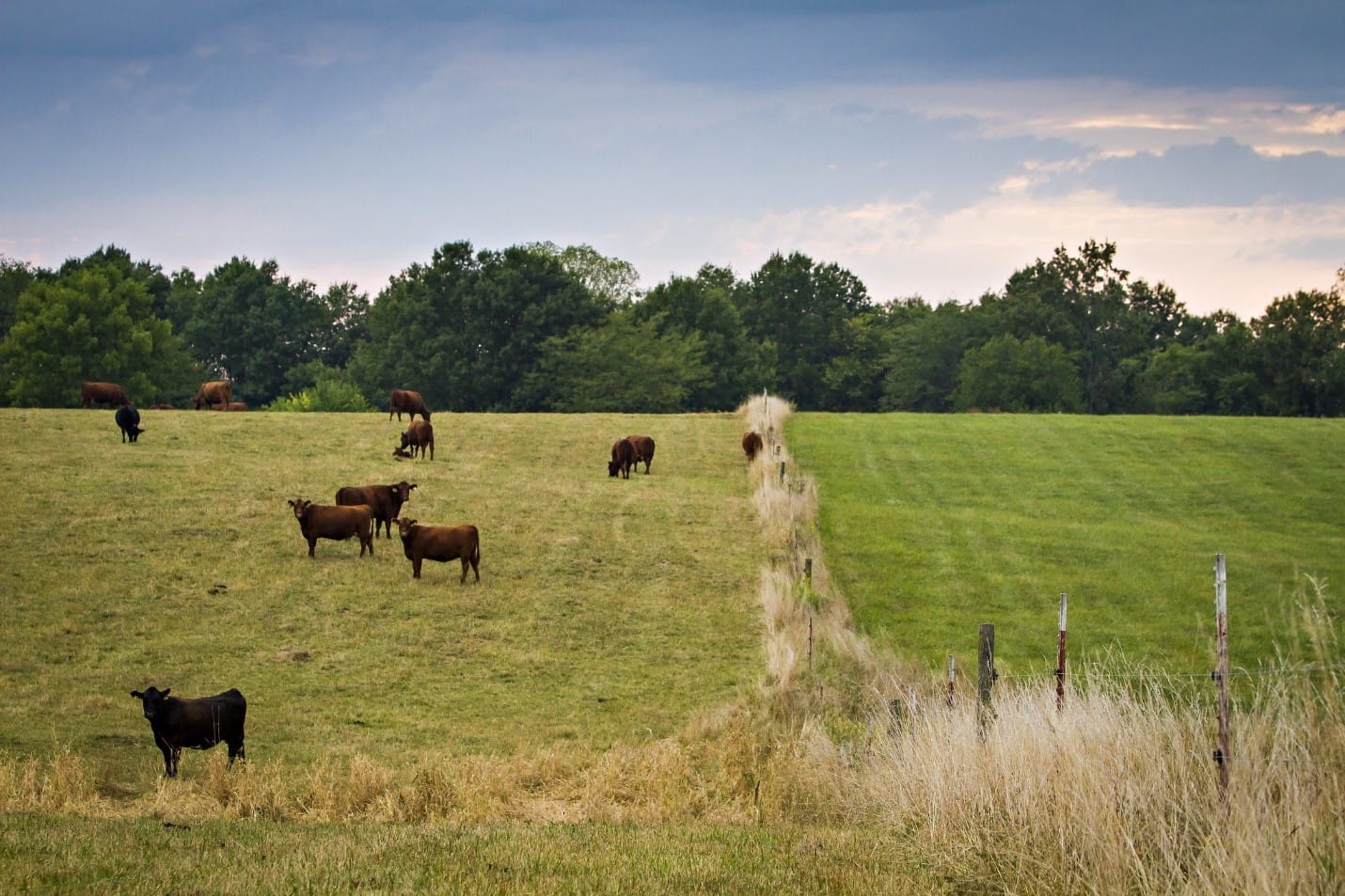 In rotational grazing, pastures are divided into paddocks.