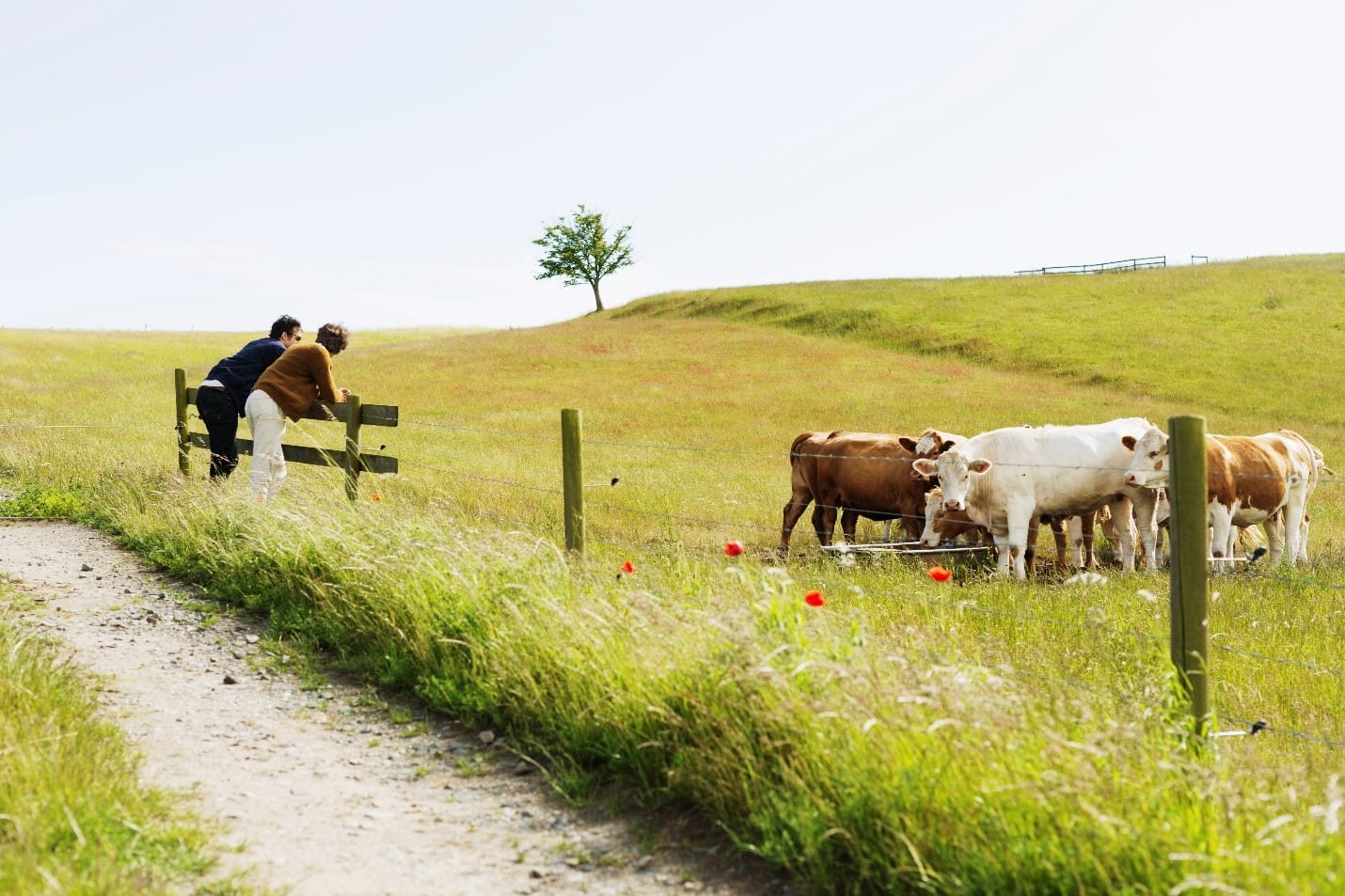 Figure 1: Animals enter a paddock only when it has enough pre-grazing herbage. And once the paddock has reached its post-grazing residual level, animals are rotated to another paddock.