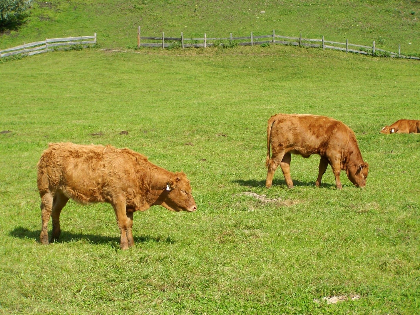 In strip grazing, calves are allowed to access certain parts of pasture through a small entry.