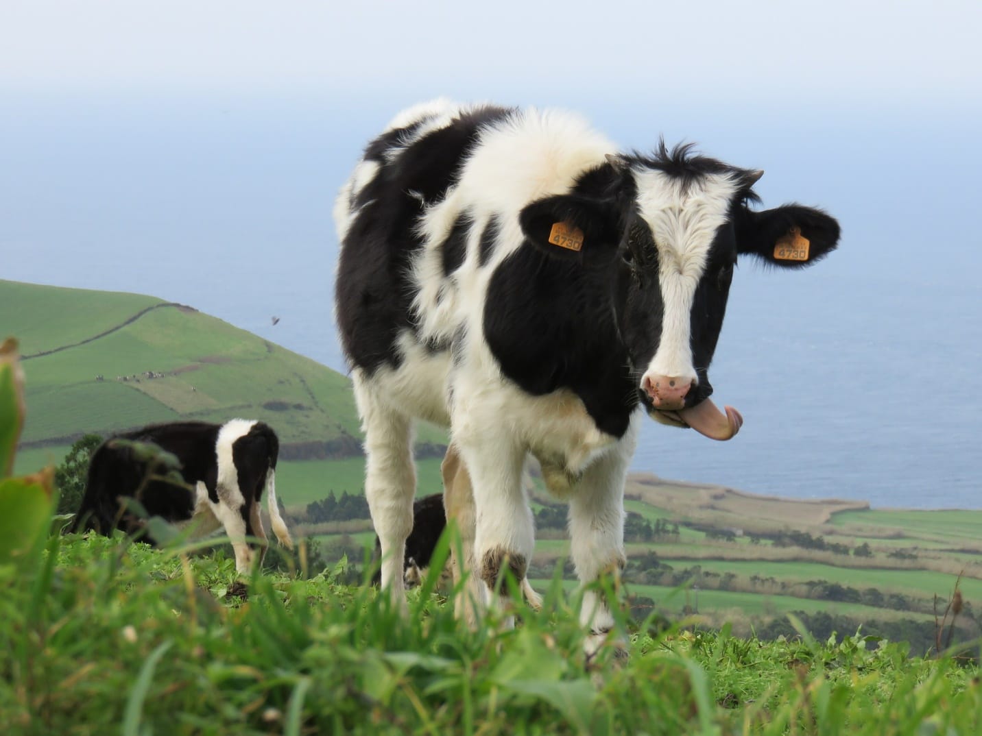 Cows exhibit signs of heat stress such as panting and it is best to prevent rather than treat.