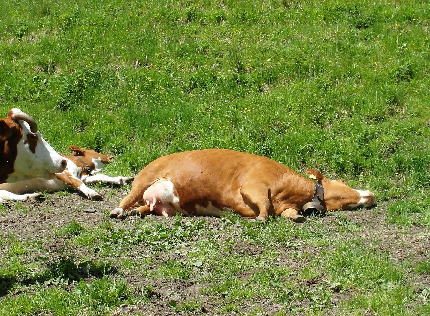 Cows that have been affected by a heat stroke usually lie down on the ground and are unable to get up.