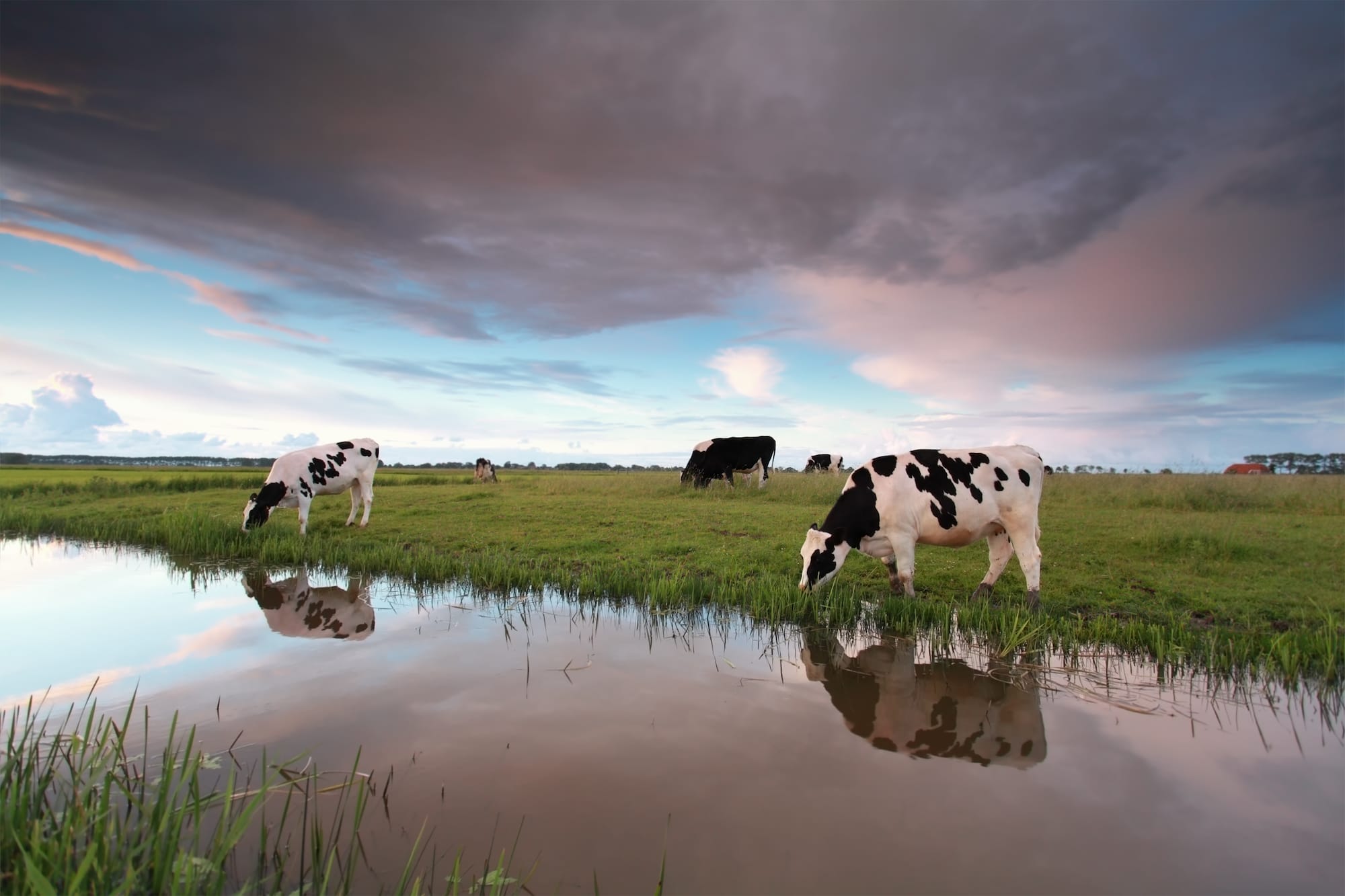 cows need access to potable drinking water at all times