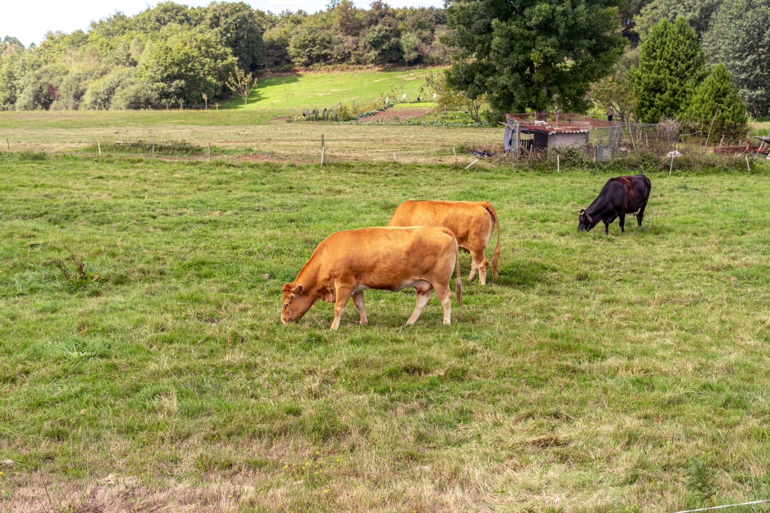 Heifer rearing can be successful if you constantly monitor their height and weight and evaluate against your herd’s growth targets.