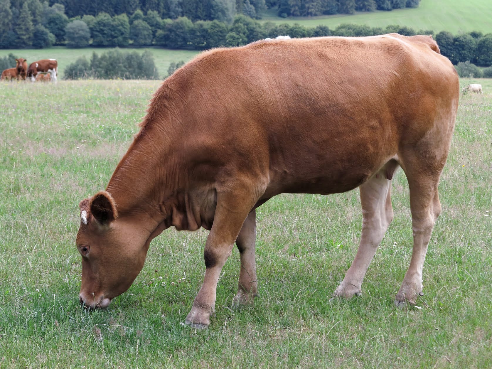 Well maintained pastures alone can help your heifers put on anywhere between 0.6 to 0.8 kgs a day of liveweight.