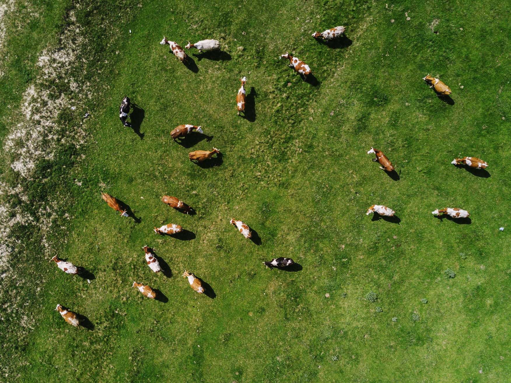 A suitable cow-land ratio is one of the cornerstones of grazing management.