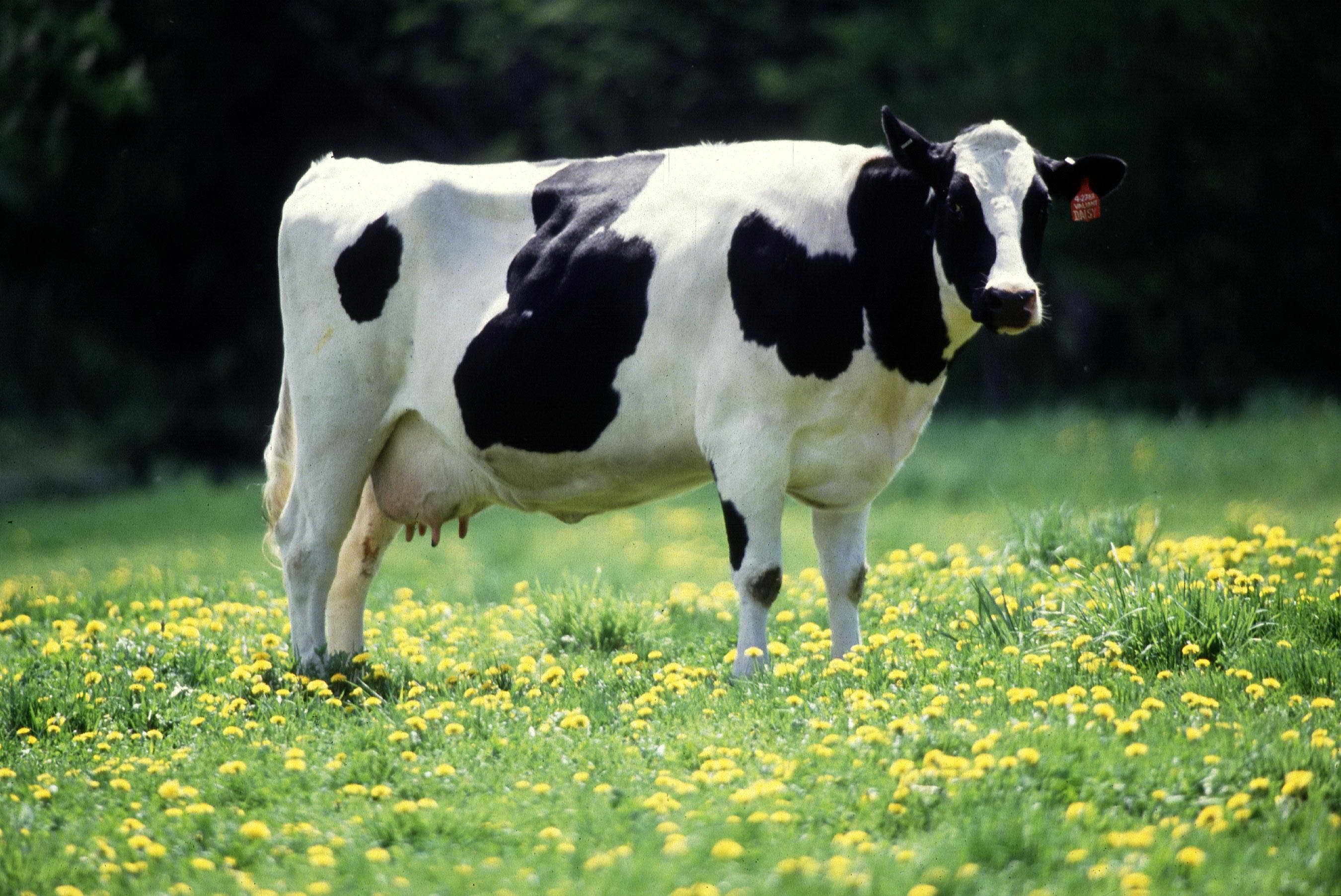 One animal unit is considered to be one mature cow that weighs 450 kg, needs roughly about 11 kgs of forage per day.