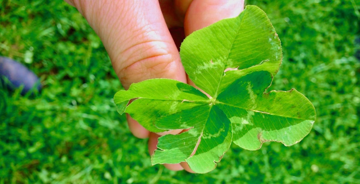 red leaf clover plant