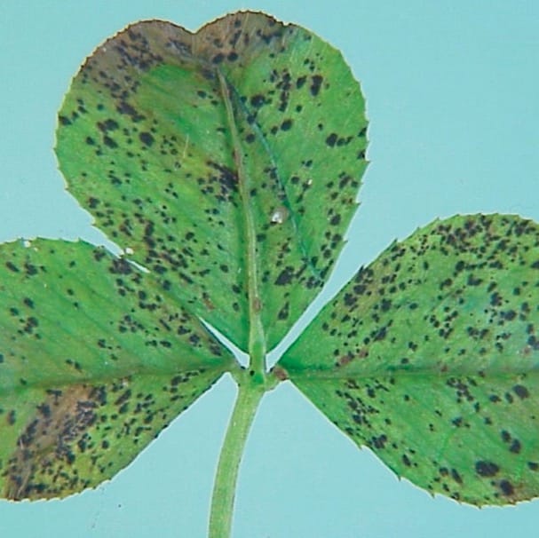 Fungal diseases cause dark spots on clover leaves in pasture.