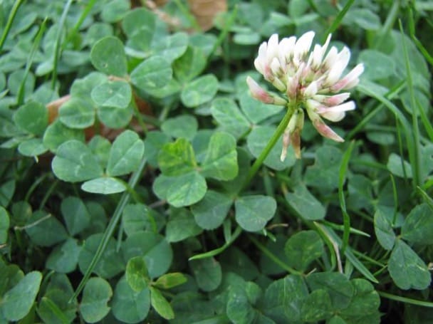 White clover (Trifolium repens)