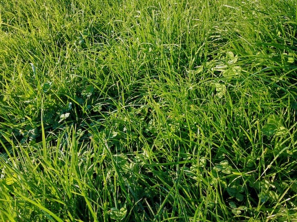Clover and ryegrass makes for a well balanced pasture sward