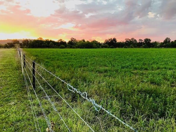 A lucerne pasture crop grown on a University of Sydney farm.