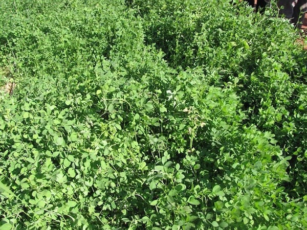 A lucerne pasture crop is a nutritious source of feed for your grazing animals.