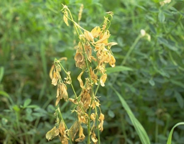 Lucerne pasture that is infected with bacterial wilt.