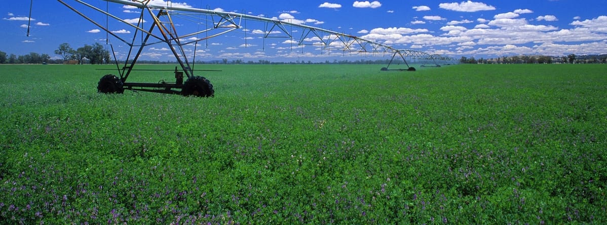 lucerne pasture diseases pests