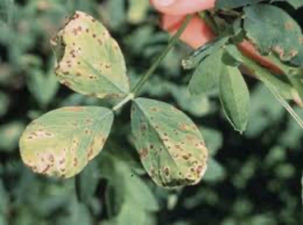 Lucerne pasture that is infected with leaf spot.