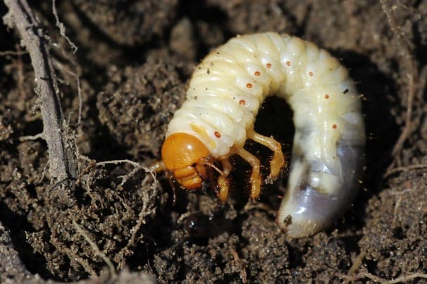 Control chafer grubs is important to maintain healthy pasture growth yields.