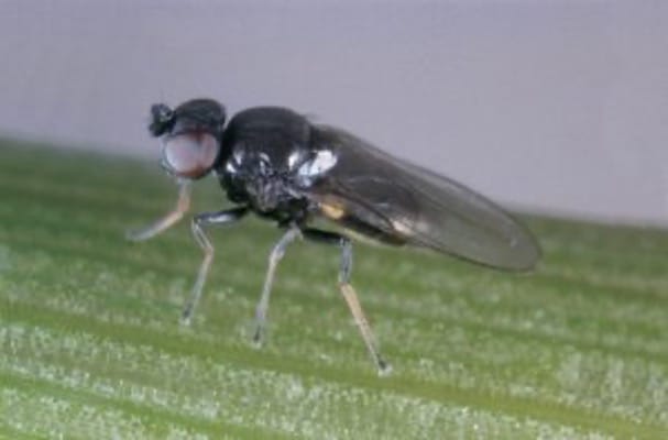 Frit flies are a pest in ryegrass pastures