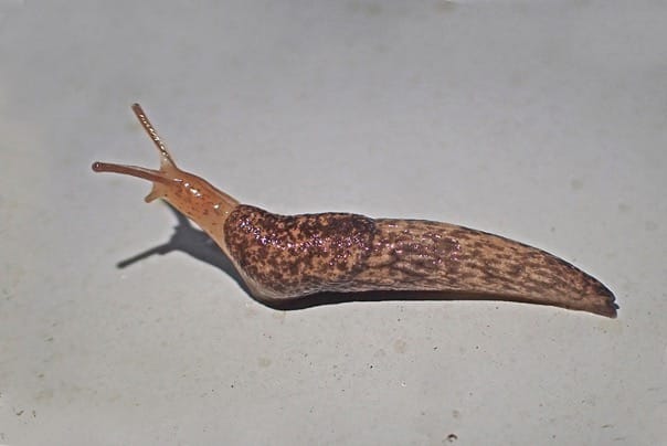 Lucerne and clover legumes are susceptible to the grey field slugs.