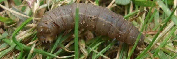 Leatherjackets make a great feast for birds in pastures.