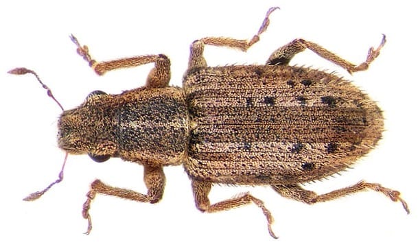 Sitona weevils cause havoc in legumes such as lucerne and clover crops.