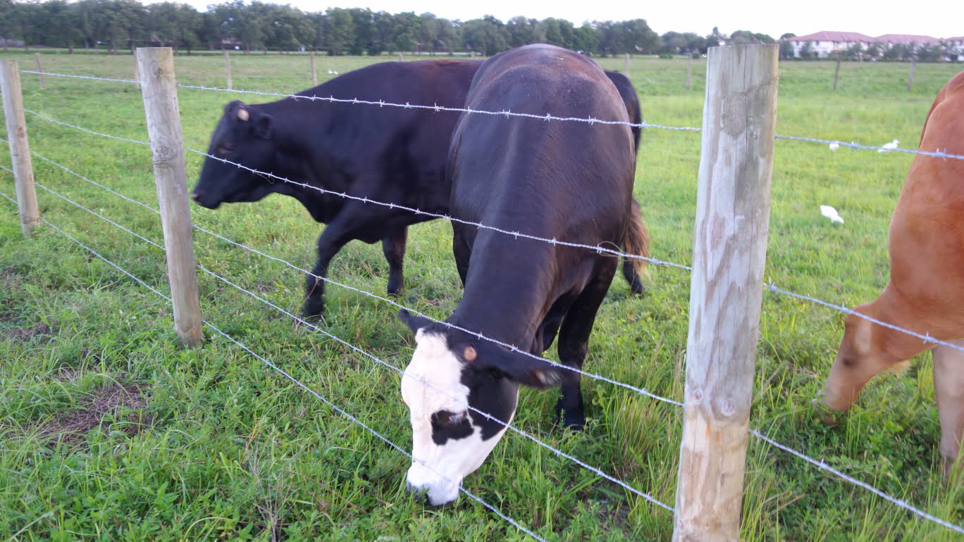 Herbage-based rotational grazing systems offer higher yields, stocking densities, nutrition intakes and quality pastures.