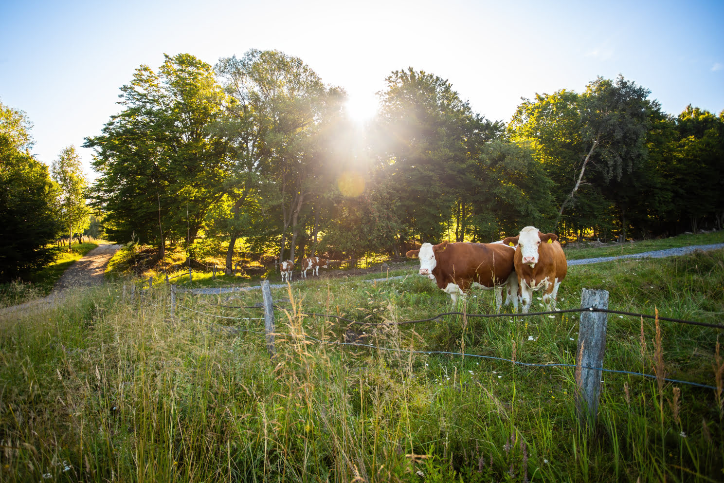 Sequence-based rotational grazing is more productive than continuous grazing systems.