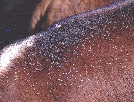 Horn flies are the deadliest insects for dairy cows