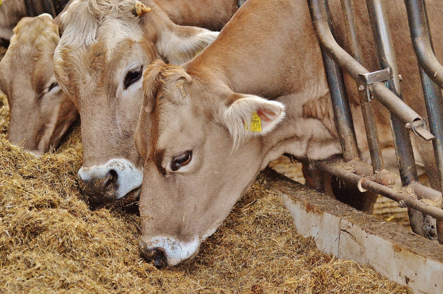 Regularly check for the accumulation of spilled feed that in turn attracts insects