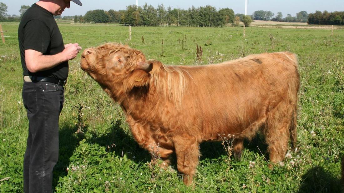 Farmers who follow intensive rotational grazing methods have reported better relationships with their cows