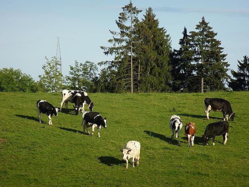 Cows who graze more on pasture are likely to be healthier