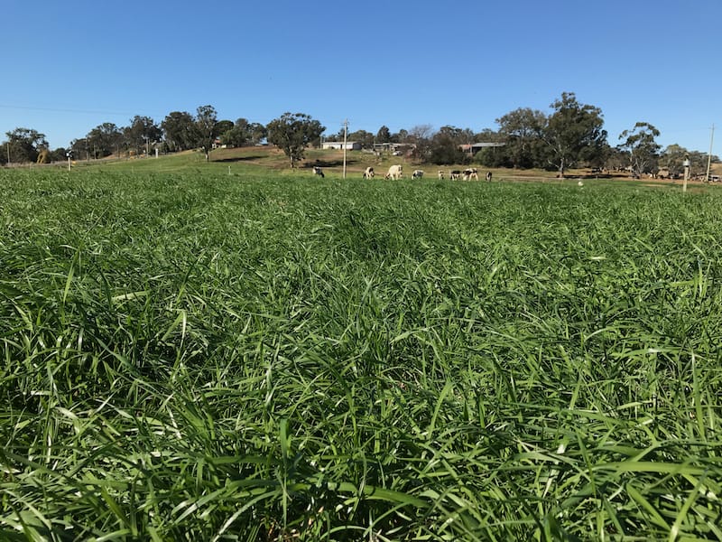 Livestock grazing lush pasture at the University of Sydney Robotic Dairy Farm in Camden