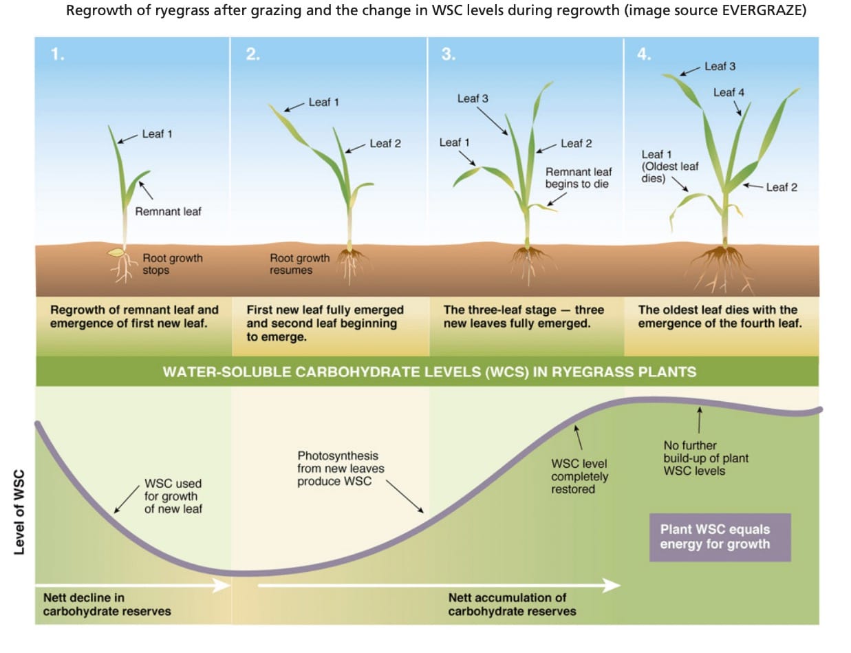 As ryegrass grows through each leaf there is a change in water soluble carbohydrates